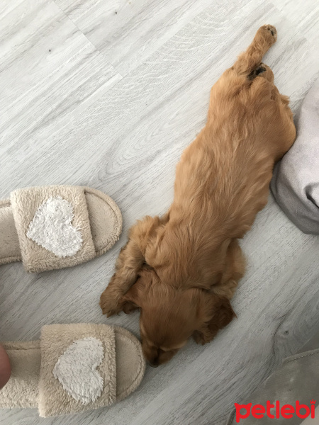 İngiliz Cocker Spaniel, Köpek  miel fotoğrafı