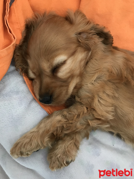 İngiliz Cocker Spaniel, Köpek  miel fotoğrafı