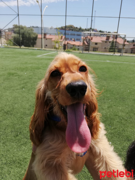 İngiliz Cocker Spaniel, Köpek  miel fotoğrafı