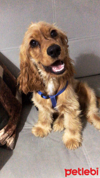 İngiliz Cocker Spaniel, Köpek  miel fotoğrafı
