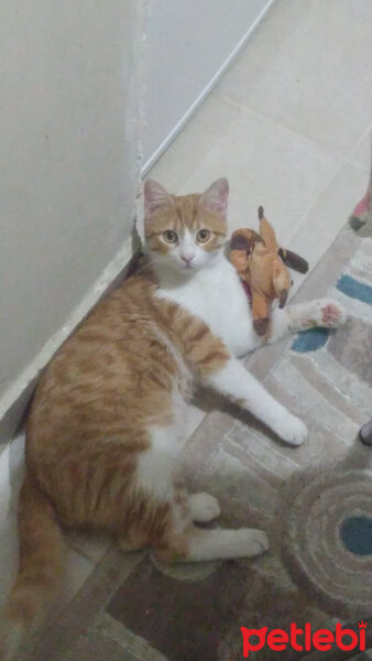 Sarman, Kedi  Mini fotoğrafı