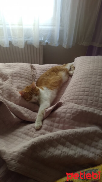 Sarman, Kedi  Mini fotoğrafı