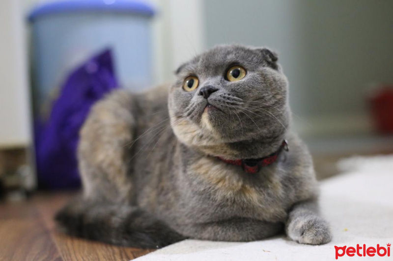 Scottish Fold, Kedi  Miu fotoğrafı