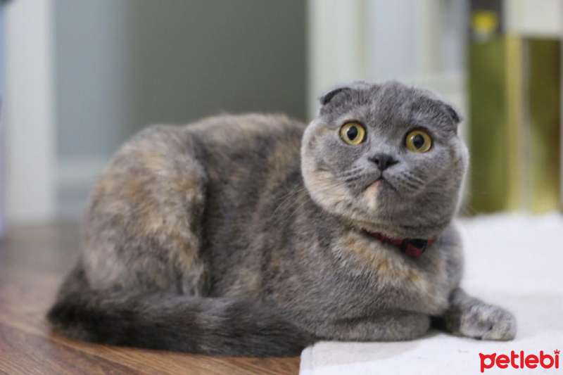 Scottish Fold, Kedi  Miu fotoğrafı