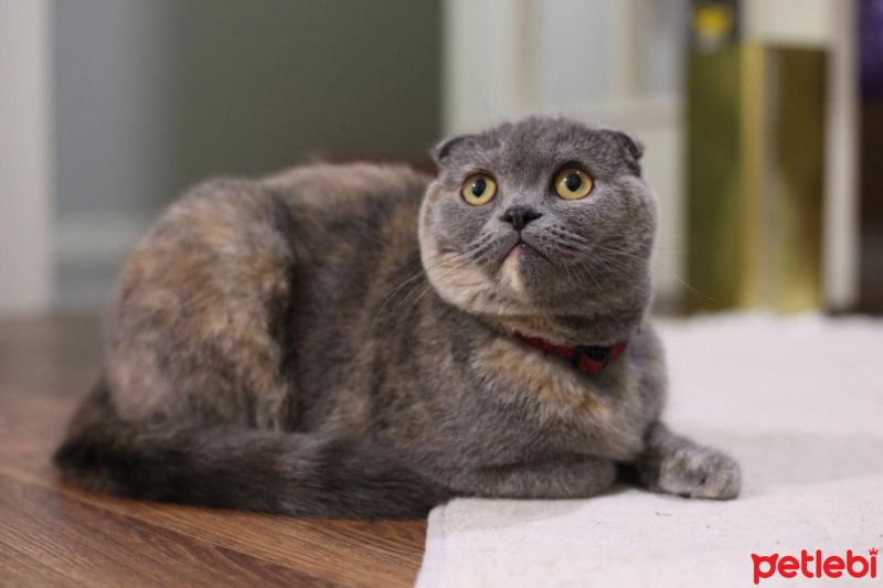 Scottish Fold, Kedi  Miu fotoğrafı
