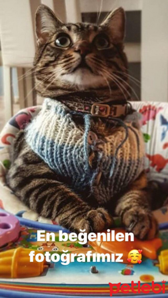 Tekir Kedi, Kedi  Mia fotoğrafı