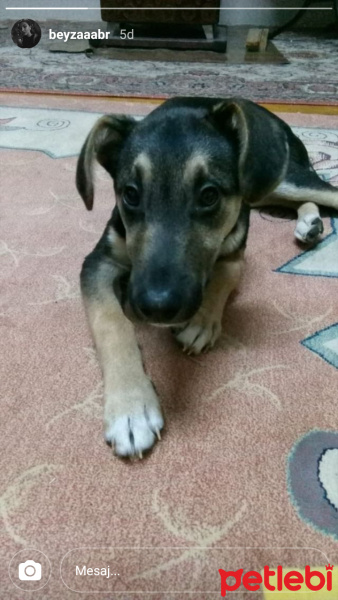 Sokö (Sokak Köpeği), Köpek  Herkül fotoğrafı