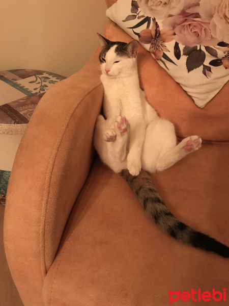 Tekir Kedi, Kedi  Sütlaç fotoğrafı