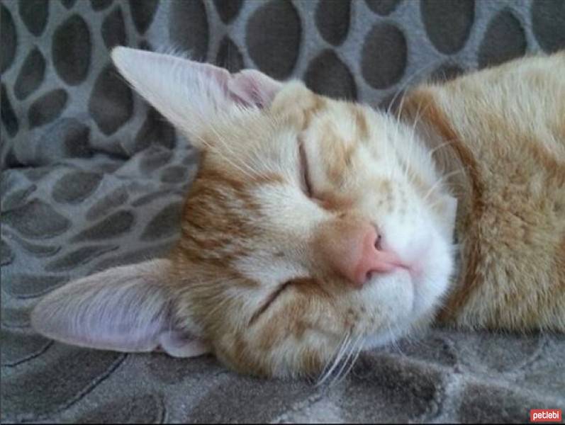 Tekir Kedi, Kedi  Havlu fotoğrafı