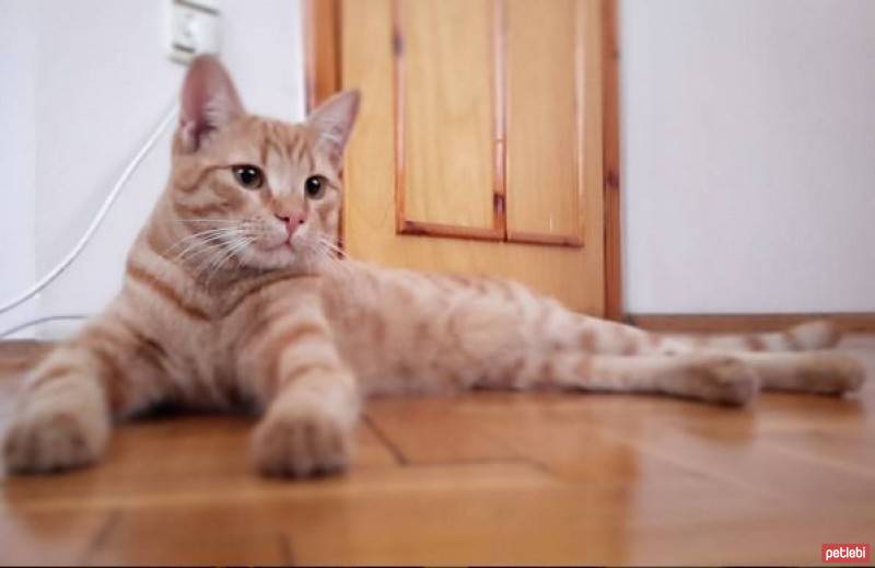 Tekir Kedi, Kedi  Havlu fotoğrafı