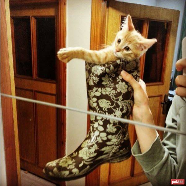 Tekir Kedi, Kedi  Havlu fotoğrafı