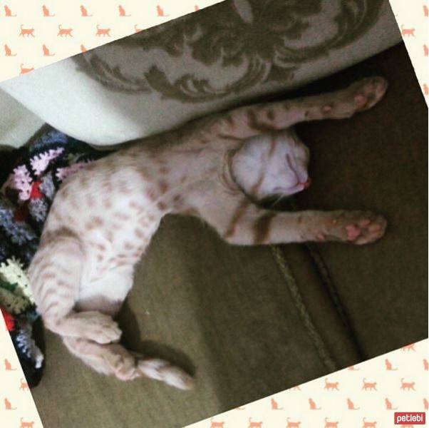 Tekir Kedi, Kedi  Havlu fotoğrafı