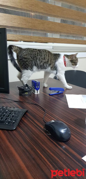 Tekir Kedi, Kedi  Şans fotoğrafı