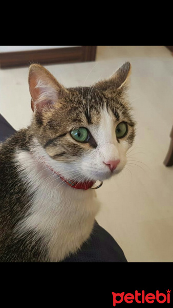 Tekir Kedi, Kedi  Şans fotoğrafı