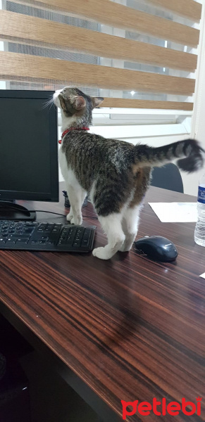 Tekir Kedi, Kedi  Şans fotoğrafı