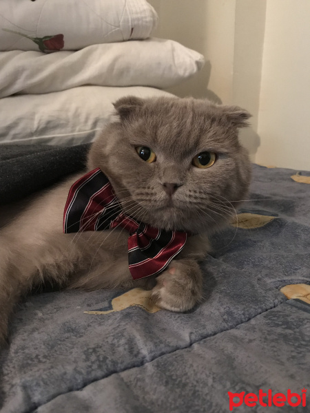 Scottish Fold, Kedi  Duman fotoğrafı