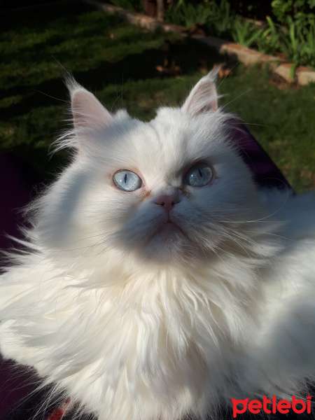 İran Kedisi (Persian), Kedi  Kızım fotoğrafı