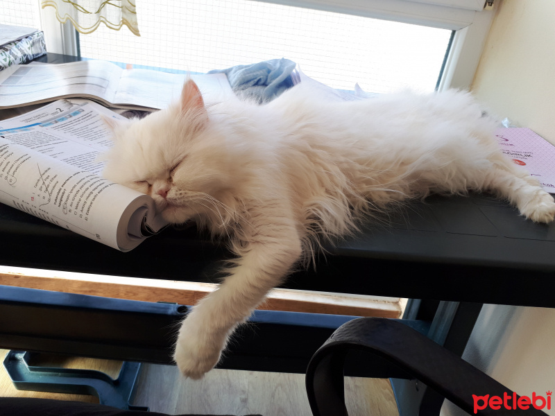 İran Kedisi (Persian), Kedi  Kızım fotoğrafı