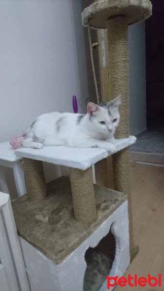 Tekir Kedi, Kedi  Pamuk fotoğrafı