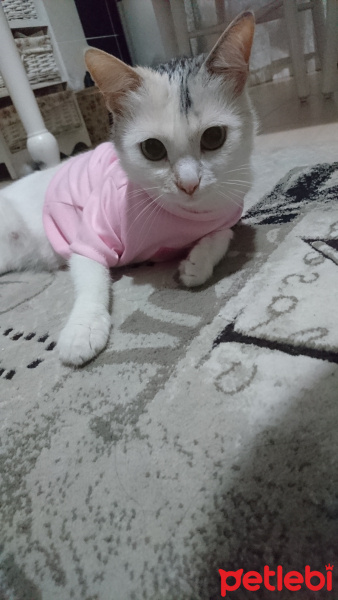 Tekir Kedi, Kedi  Pamuk fotoğrafı