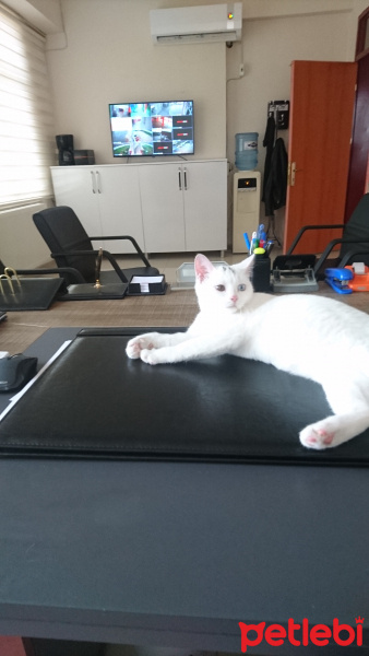 Van Kedisi, Kedi  Şapşik fotoğrafı