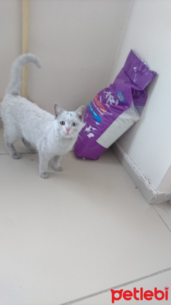Van Kedisi, Kedi  Şapşik fotoğrafı