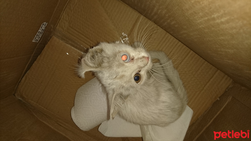 Van Kedisi, Kedi  Şapşik fotoğrafı