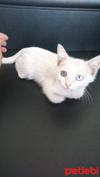 Van Kedisi, Kedi  Şapşik fotoğrafı