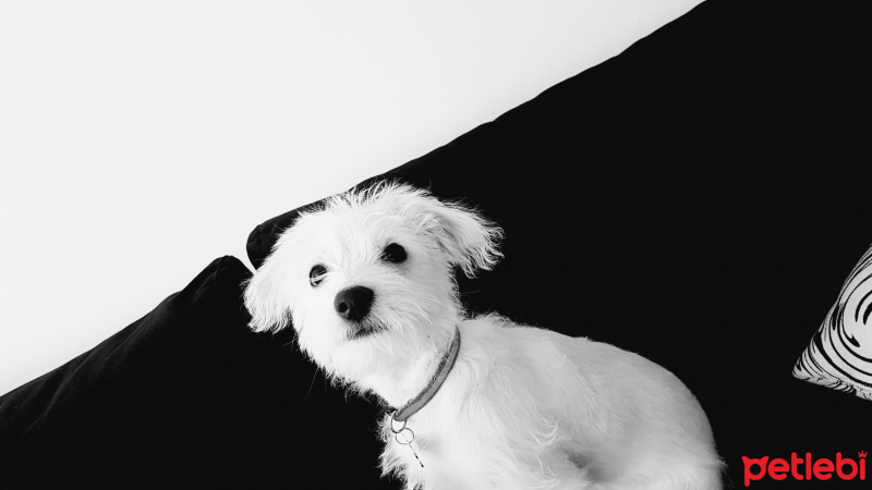 Maltese, Köpek  Lila fotoğrafı