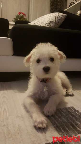 Maltese, Köpek  Lila fotoğrafı