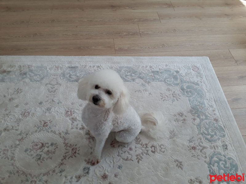 Maltese, Köpek  Paşa fotoğrafı