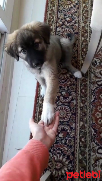 Kangal, Köpek  Atlas fotoğrafı