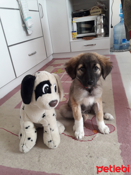 Kangal, Köpek  Atlas fotoğrafı