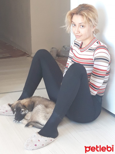 Kangal, Köpek  Atlas fotoğrafı