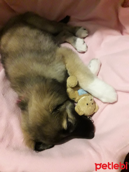 Kangal, Köpek  Atlas fotoğrafı