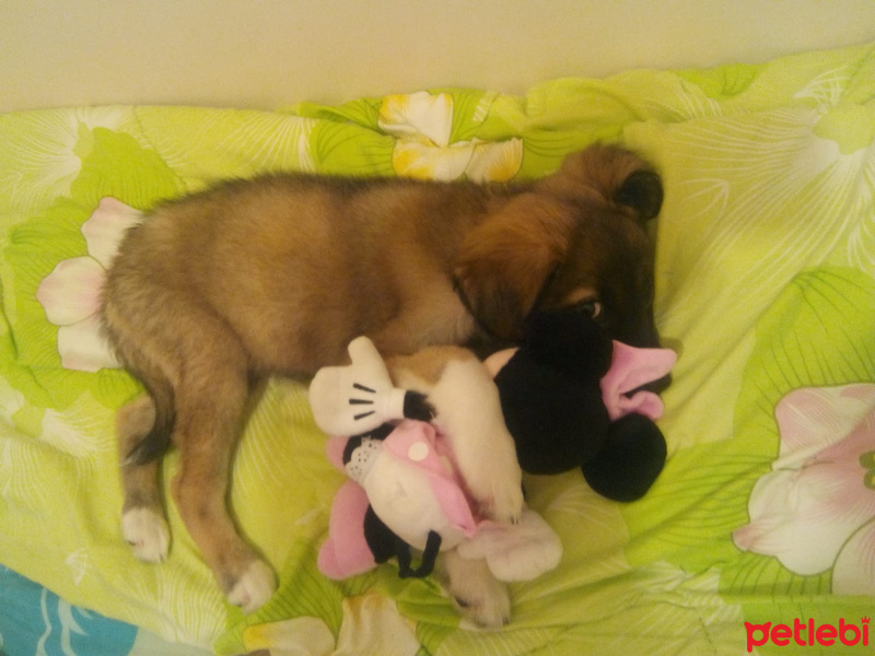 Kangal, Köpek  Atlas fotoğrafı
