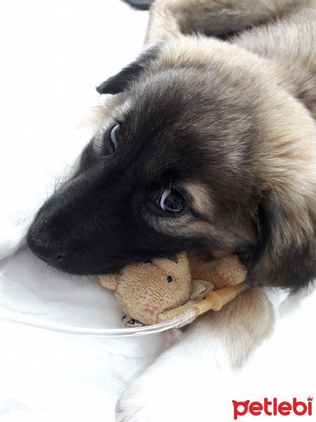 Kangal, Köpek  Atlas fotoğrafı