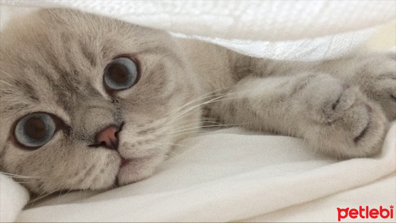 Scottish Fold, Kedi  şanti fotoğrafı