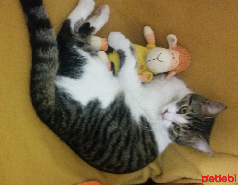 Tekir Kedi, Kedi  LEVİ fotoğrafı
