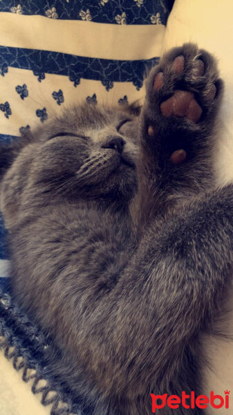 Scottish Fold, Kedi  BIHTER fotoğrafı