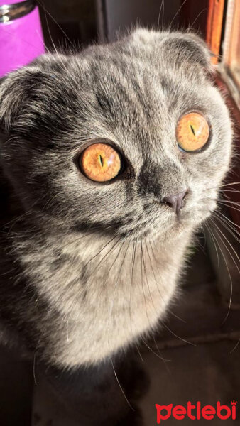 Scottish Fold, Kedi  BIHTER fotoğrafı