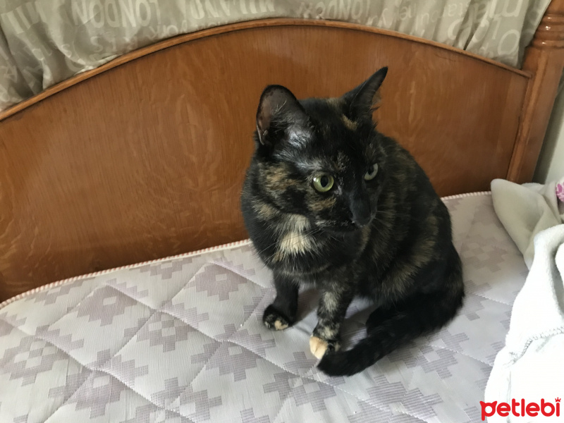 Tekir Kedi, Kedi  Arap fotoğrafı