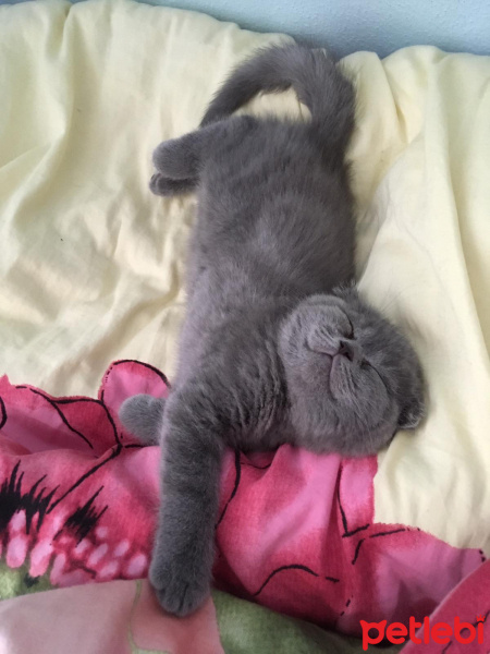 Scottish Fold, Kedi  Piko fotoğrafı