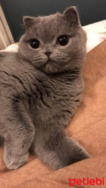 Scottish Fold, Kedi  Zuzu fotoğrafı