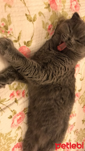 Scottish Fold, Kedi  Zuzu fotoğrafı