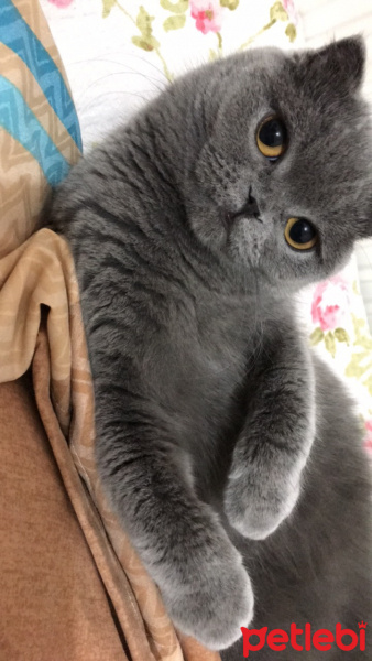 Scottish Fold, Kedi  Zuzu fotoğrafı