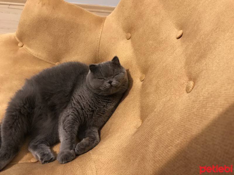 Scottish Fold, Kedi  Zuzu fotoğrafı