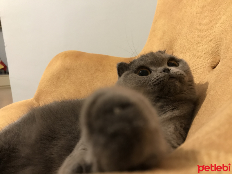 Scottish Fold, Kedi  Zuzu fotoğrafı