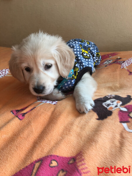 Golden Retriever, Köpek  Angel fotoğrafı