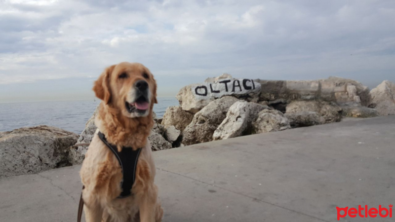 Golden Retriever, Köpek  Ares fotoğrafı